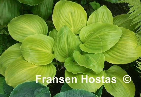 Hosta Jaz